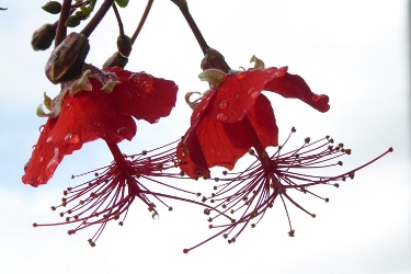 Chinese Lantern Hibiscus, Madagascar Hibiscus, Hibiscus grandidieri